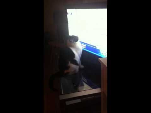 Crazy Cat Batting TV