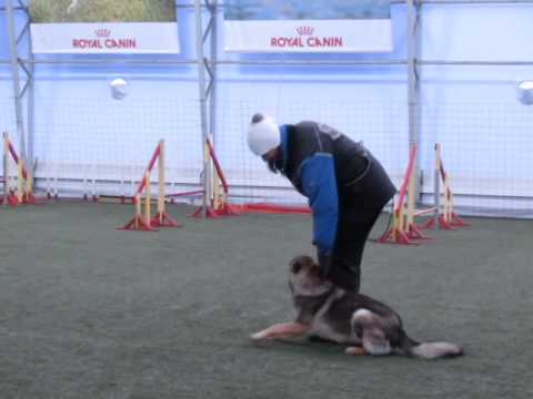 Unerschrocken Aza (6 month obedience)