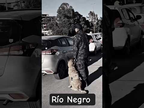🚨🐕👮‍♂️ Megaoperativo simultáneos en accesos estratégico de rutas rionegrinas