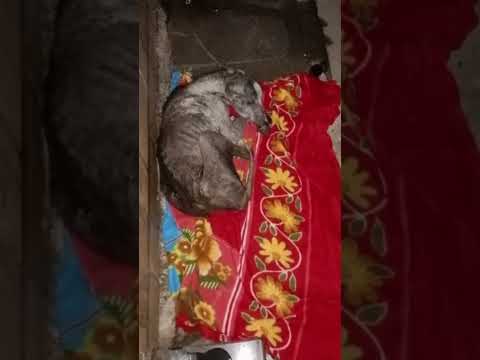 The Most Loyal Stray Dog I Ever Knew | Heartbreaking Goodbye to Blakie 🕊️🐾