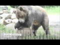 Grizzly Bear Vs Silverback Gorilla 