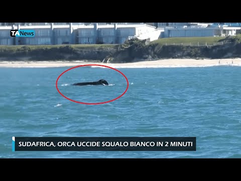 Sudafrica, orca uccide squalo bianco in due minuti