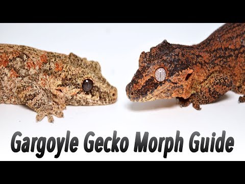Phantom Gargoyle Gecko