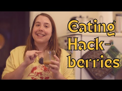 Eating Hackberries