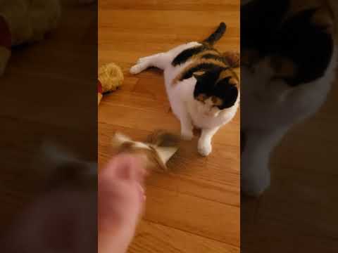 calico cat being difficult