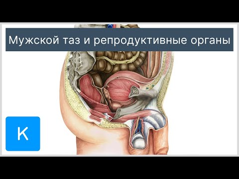 Мужской таз и репродуктивные органы - Анатомия человека | Kenhub