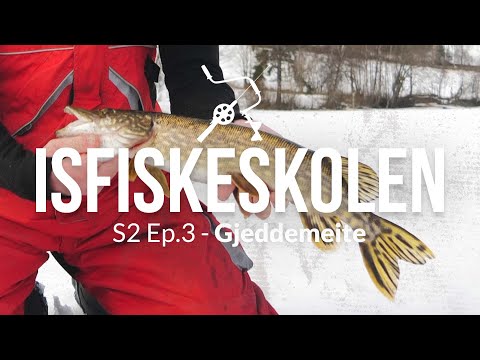Isfiskeri med agnfisk efter gedder