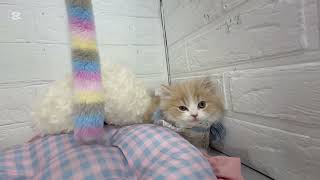 スコティッシュフォールドの動画01