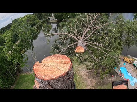 Massive Pine Tree Removal | Climbing, Rigging, and Big Drops!