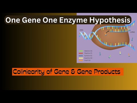 One Gene One Enzyme Hypothesis | Collinearity | BSc Zoo | In English |Dr. Rani.S.Dharan