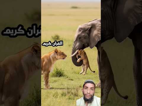 Surah-Al-kawthar by egzon ibrahimi | beautiful Quran recitation #birds