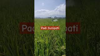 Download lagu Padi Suropati mp3 Download lagu Padi Suropati mp3