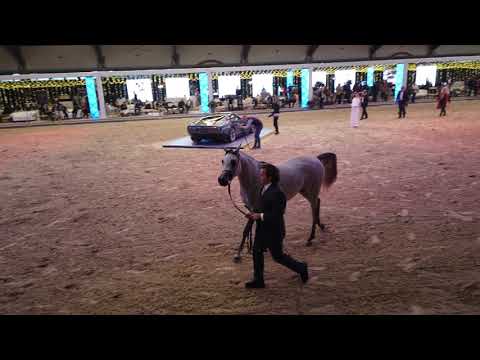 AMEERA AL WAAB .FARHOUD AL SHAQAB  BY AL ADEED AL SHAQAB  & AMAAL AL WAAB BYEL THAY KAMILL
