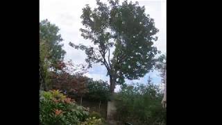 Album cover: Sycamore Tree Fell (London) Time Lapse