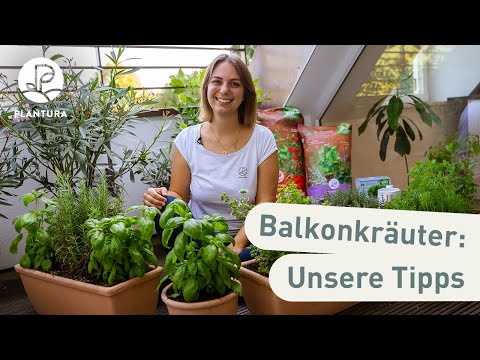 Balkonkräuter: Die besten Kombinationen & Tipps zum Pflanzen