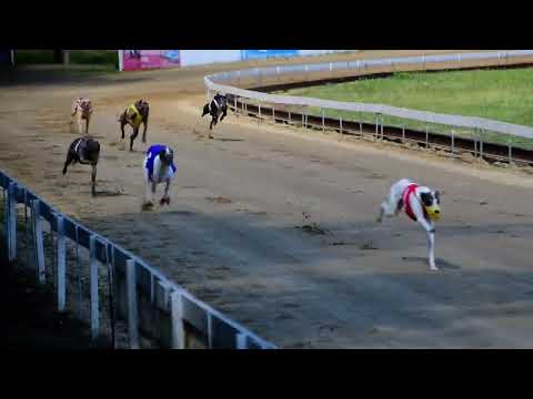 FCI Magyar Derby Whippet döntő 2022.06.18