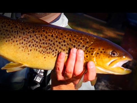 So fängst Du 14 MEERforellen in 20 min