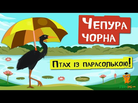 🍀 Дива природи. Явища навколо нас. Чепура чорна 🌏