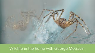 Wildlife in the home with George McGavin: SPIDERS