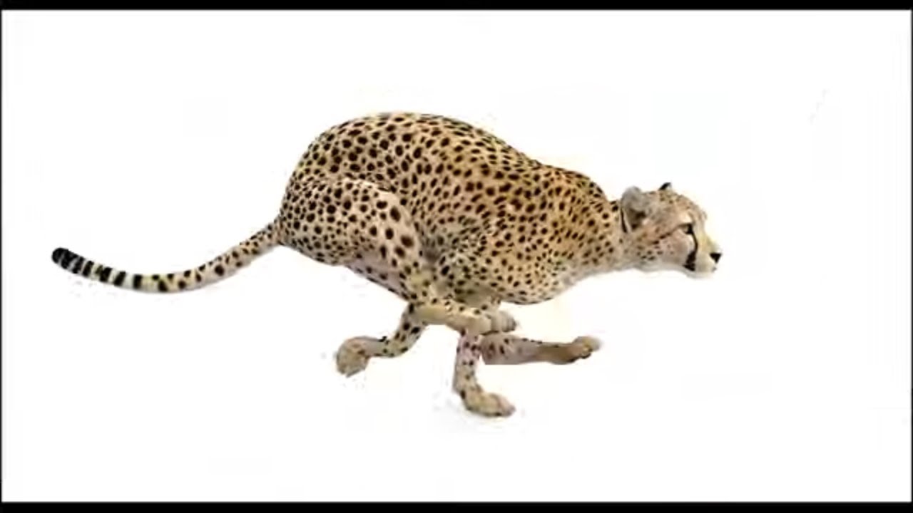 Animated Cheetah 3D Model