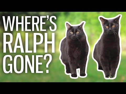 Kitten's First Time Outside