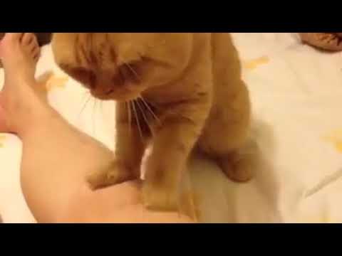 Adorable massaging cat