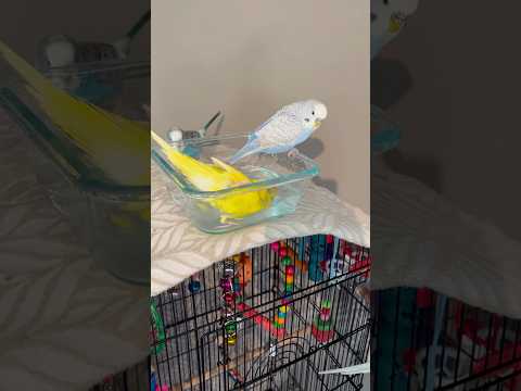 Is it true? #birdybirds  #sunshine #moonlight #galaxy #milkyway