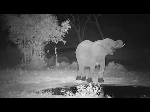 Djuma: Elephant herd gets a night time drink - 23:36 - 10/26/20