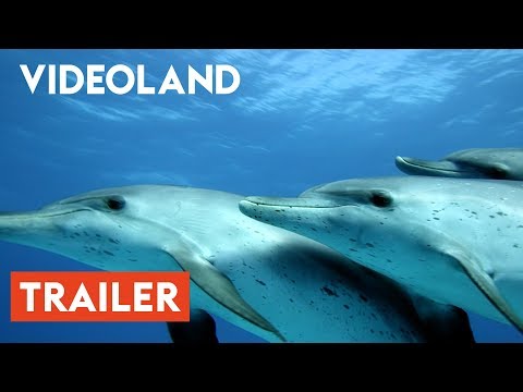 YouTube Trailer