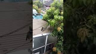 Download lagu ANAK MUSANG DAN INDUKNYA DI DEPAN RUMAH #musanglover #musangjinak #luwak #musang mp3 Download lagu ANAK MUSANG DAN INDUKNYA DI DEPAN RUMAH #musanglover #musangjinak #luwak #musang mp3