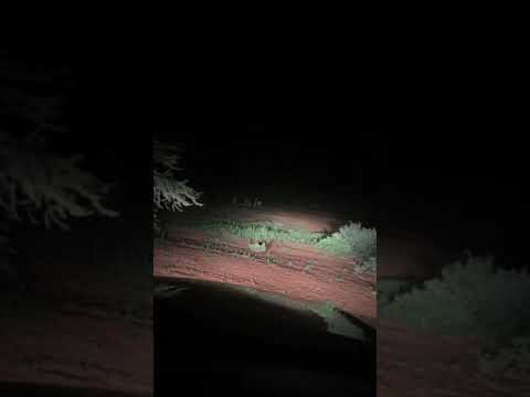 Impala ewes and Lambs