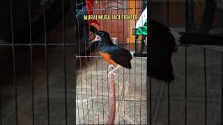 Download lagu Pancingan melatih murai muda jadi fighter#murai#muraifigther#Shorts mp3