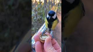 Download lagu burung gelatik batu dada kuning,liar rasa jinak#shorts #animals mp3