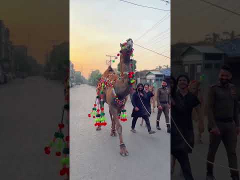 Camel dance 🪩❤️🐪❤️ #viralshort #foryou #punjabisong #trending #automobile #cameldance #dance