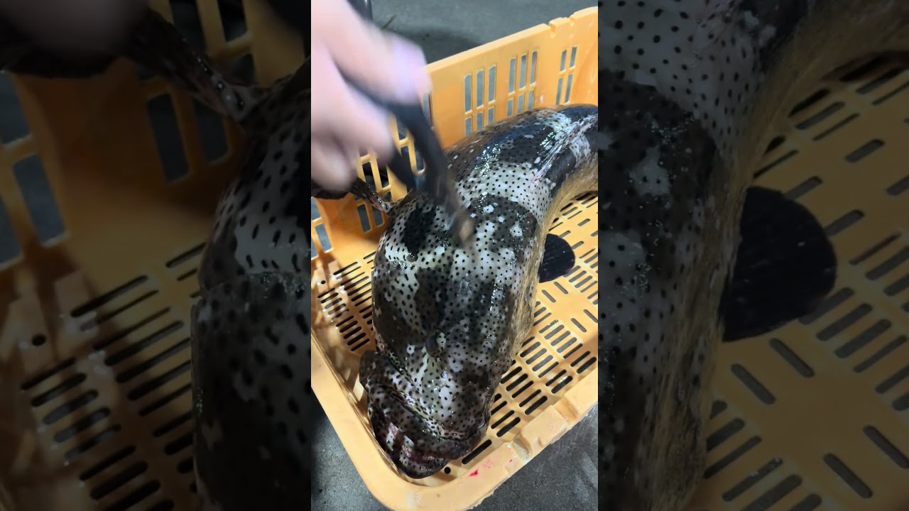 ヤイトハタを絞める編 vol.725