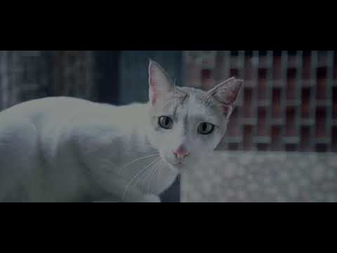 Aniket Mane cinematic short reel