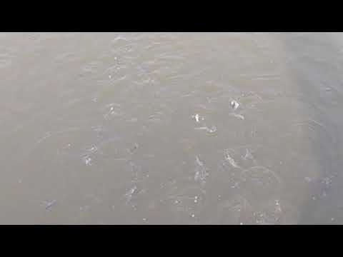 Fishes in the pond coming up when food is thrown in to the pond