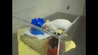 Snowy the Mouse aka Clockwise Girl