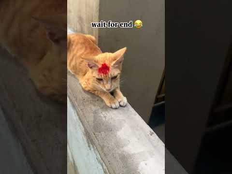 Happy ஆயுத பூஜை நல்வாழ்த்துகள்!😂||Media monkeys #trendingshorts #cat #comedyshorts #funny #comedy
