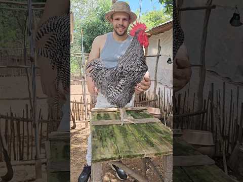 Os galos das raças mais queridas  #rhode #plymouthrock #newhampshire