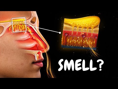 Olfactory System | How Smell Works (Special Senses)