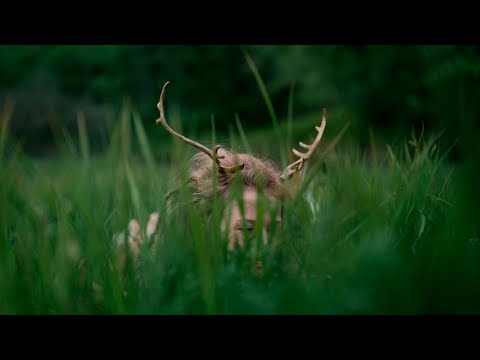 Heilung | Anoana [Official Video]