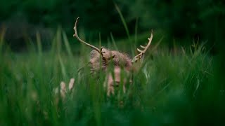 Musik-Video-Miniaturansicht zu Anoana Songtext von Heilung