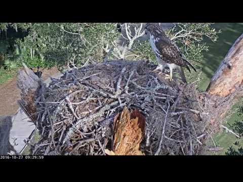 Red-tailed Hawk Tousles Up Savannah Nest - Oct. 27, 2016