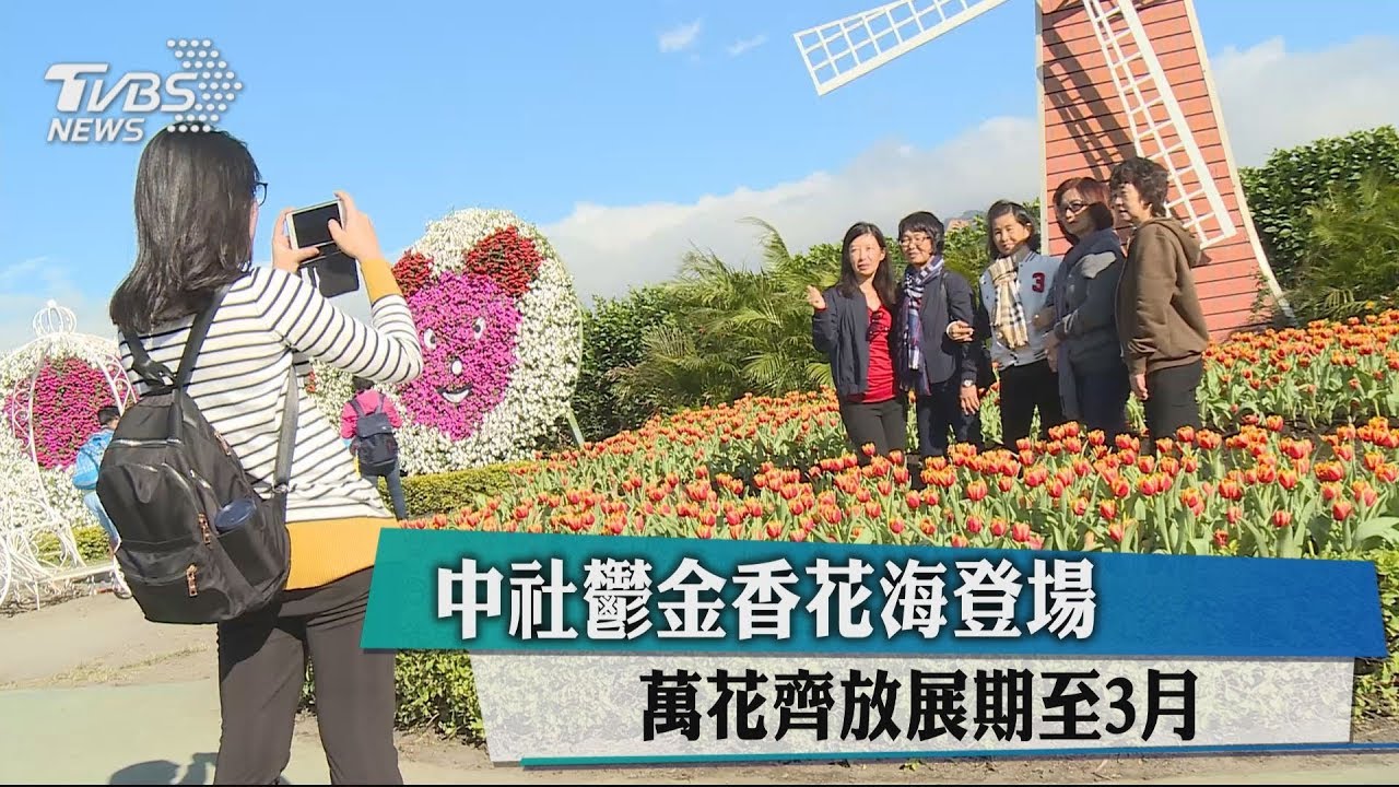 中社鬱金香花海登場 萬花齊放展期至3月