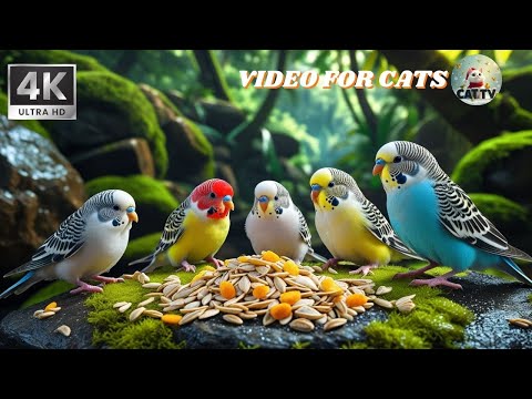 Cat TV | Ultimate Nature Show for Cats | Birds & Squirrels 4K HDR 😺🐦🐿️