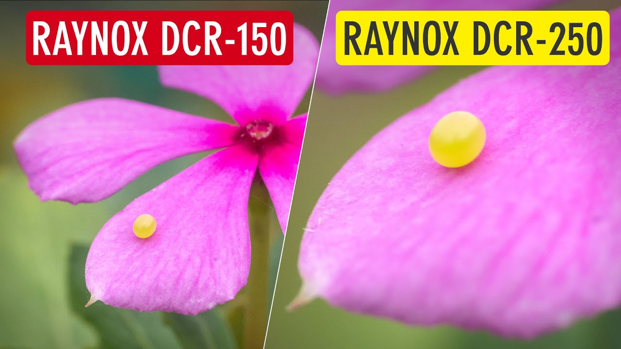 Raynox DCR-150 vs Raynox DCR-250 (for Macro Photography) | Sonika Agarwal