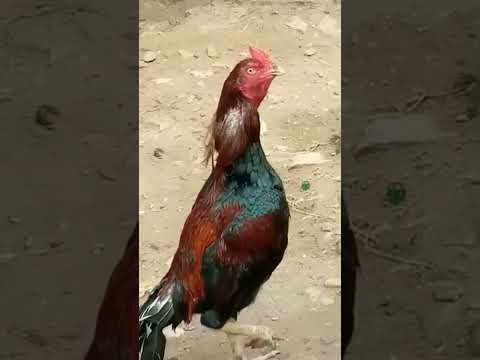 Pakistani aseel#shehrmaindehat #saleha#pakistan