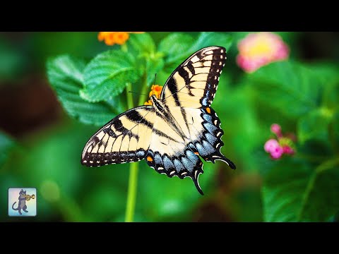 Butterflies & Flowers 🦋🌼 ~ Amazing Nature Scenery & The Best Relax Music (1080p HD)