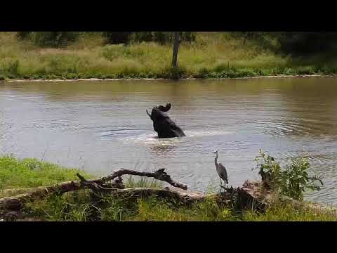 Djuma: Lone Elephant enjoys a nice drink and swim in the dam - 10:55 - 03/18/20